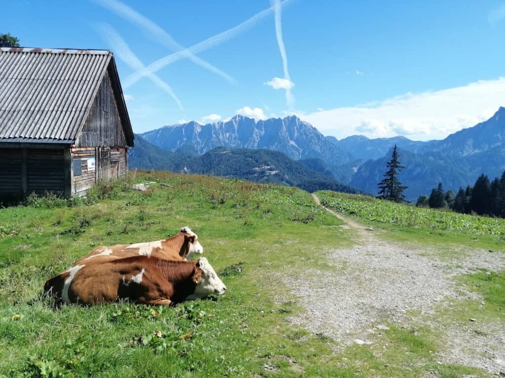 This image shows two cows lying on a grassy mountain meadow next to a rustic wooden cabin, with a backdrop of distant, rocky mountains and a clear blue sky marked by crisscrossing airplane contrails. The scene captures a peaceful, pastoral landscape, highlighting the natural beauty of the mountainous region.
