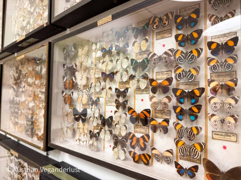 A collection of framed butterflies on display at the Admont Museum, showcasing various species with intricate patterns and colors, including blue, orange, and brown butterflies.