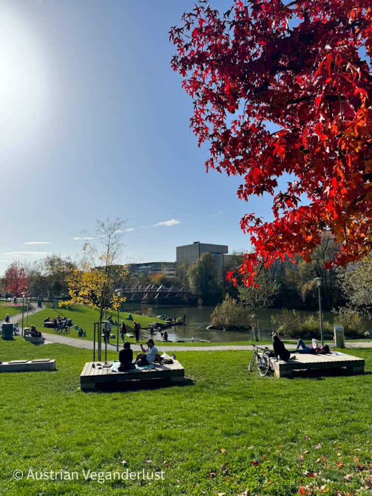 Dieses Bild zeigt einen hellen und sonnigen Tag in einem Park mit saftig grünem Gras und Menschen, die sich im Freien aufhalten und die Natur genießen. Im Vordergrund kontrastieren leuchtend rote Herbstblätter mit dem klaren blauen Himmel, während weiter im Hintergrund ein Fluss und ein Steg zu sehen sind, an dem ein paar Menschen spazieren gehen oder am Wasser sitzen. Die Stimmung ist friedlich und entspannt und fängt die Essenz eines angenehmen Tages im Park ein. In der unteren linken Ecke steht ein Wasserzeichen mit der Aufschrift "© Austrian Veganderlust".