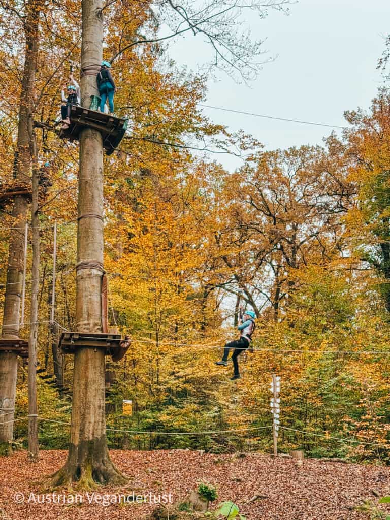 People participating in a high ropes course among tall trees with autumn foliage in shades of yellow and orange. One person is zip-lining across the forest canopy, while others wait on wooden platforms attached to tree trunks, all wearing safety harnesses and helmets.