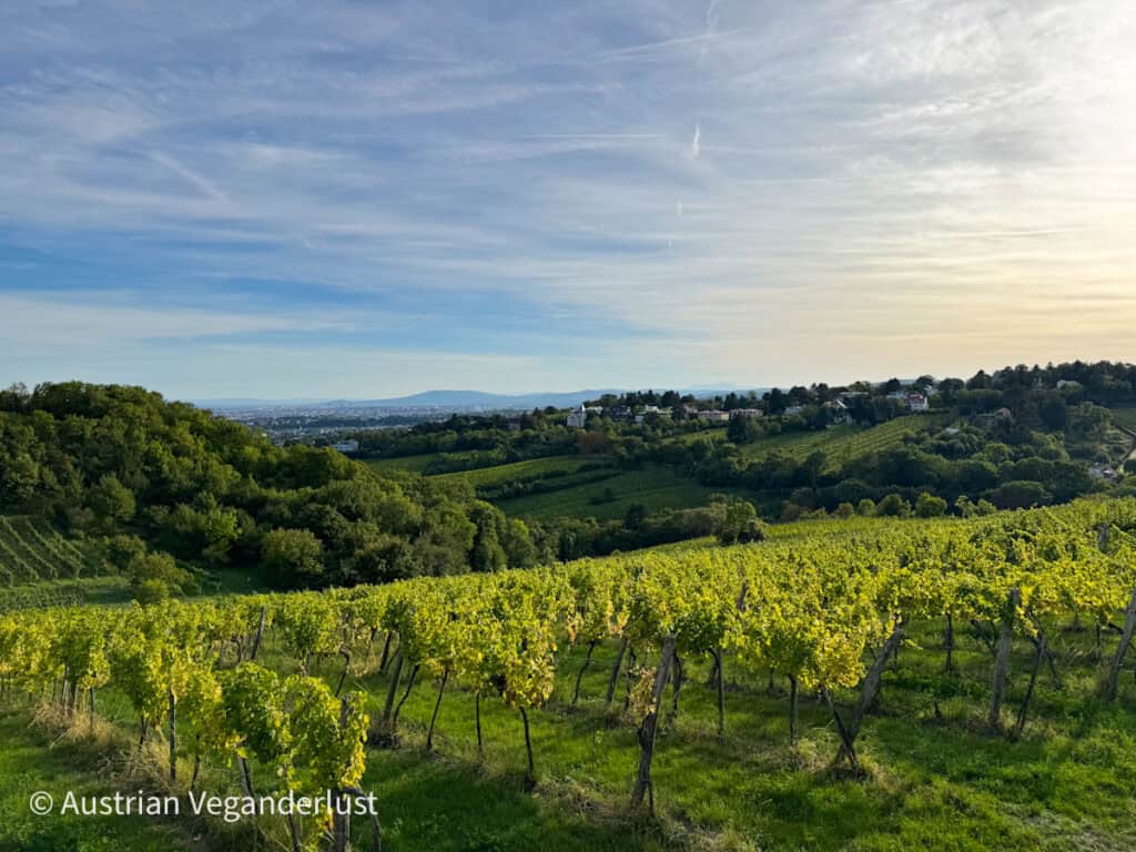 Grüne Weinberge erstrecken sich über die Hügel des Wiener Weinanbaugebiets und die Reihen der Weinstöcke führen zu einer entfernten Stadtsilhouette unter einem sanften Abendhimmel.