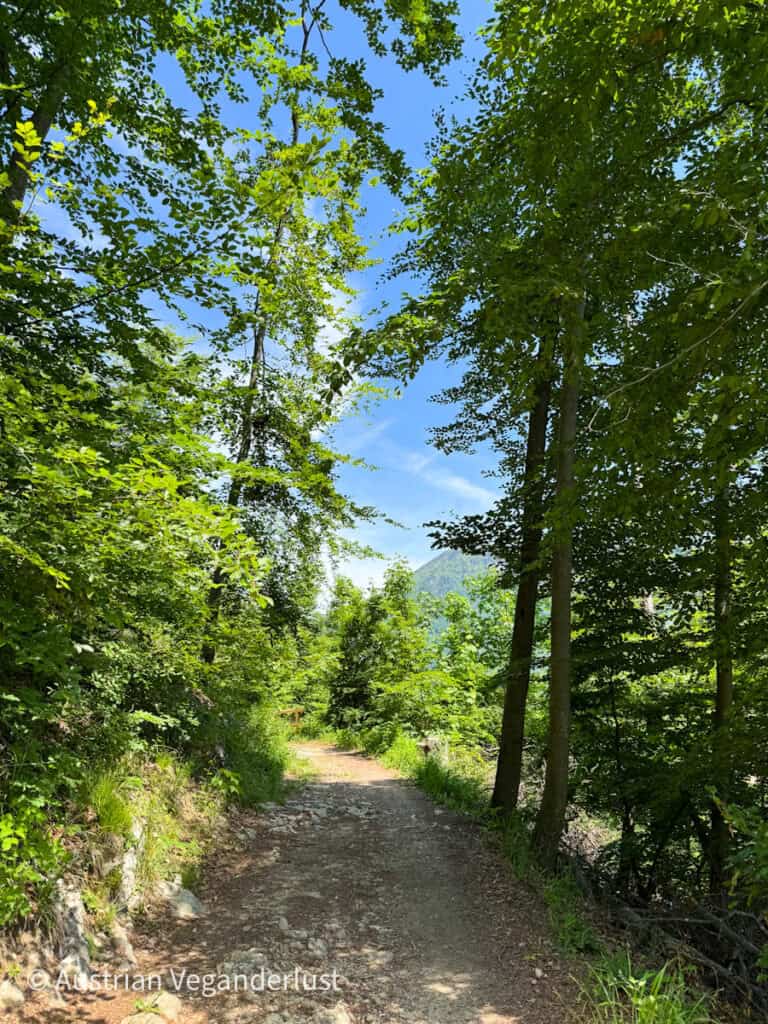 A peaceful forest trail winds through lush green trees on Kapuzinerberg hill in Salzburg, with dappled sunlight on the rocky path and a glimpse of mountains in the distance.