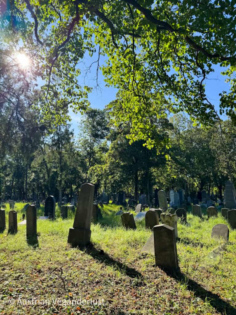 Ein sonnenbeschienener Teil des alten jüdischen Friedhofs auf dem Wiener Zentralfriedhof mit schiefen Grabsteinen, die im hohen Gras unter den Bäumen verstreut sind.