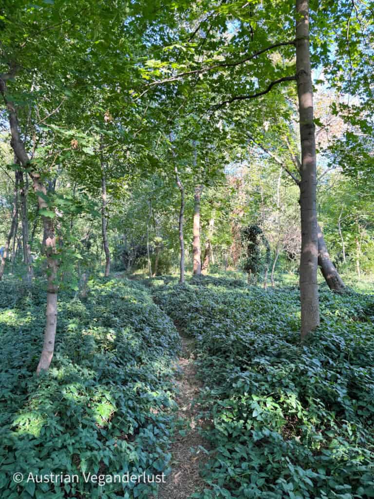 Friedlicher Waldweg auf dem Wiener Zentralfriedhof, gesäumt von Bäumen und dichten Bodendeckern im gedämpften Sonnenlicht.
