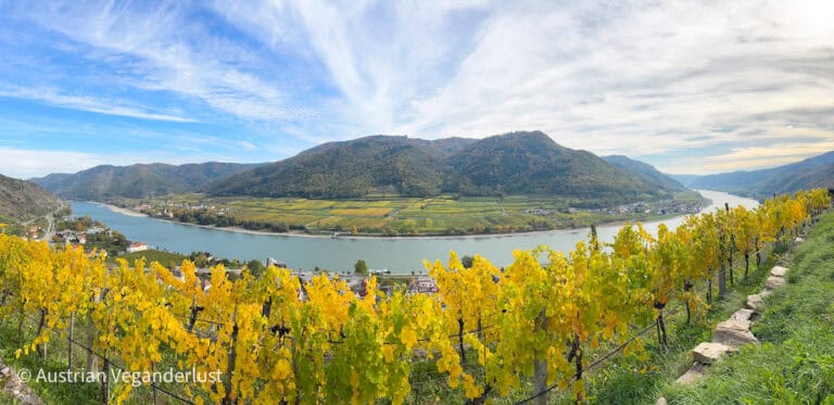 Weitwinkelaufnahme von leuchtend gelben Weinbergen, die sich an einem Hang über der Donau entlangziehen, mit bunten Feldern und bewaldeten Hügeln auf der anderen Seite des Tals.