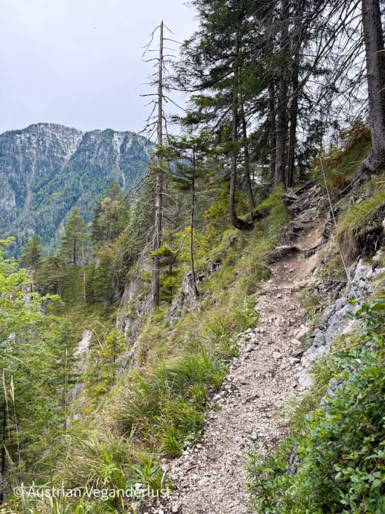 Ein schmaler Schotterweg schlängelt sich an einem steilen Hang entlang durch einen Kiefernwald, dessen schroffe Berggipfel bei bedecktem Himmel in der Ferne zu sehen sind.
