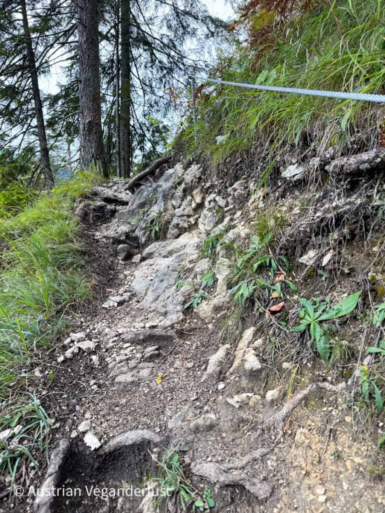 Ein rauer, felsiger Abschnitt eines Waldwanderwegs mit freiliegenden Wurzeln und einem festen Metallseil als Stütze führt durch dichte Bäume und grasbewachsenes Terrain.