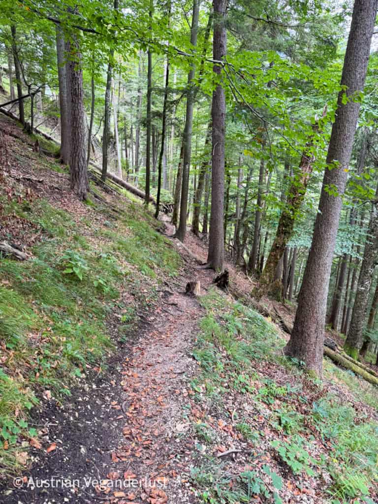 Ein ruhiger, mit Laub und Tannennadeln bedeckter Waldweg schlängelt sich sanft bergab durch hohe Bäume und üppiges Unterholz.