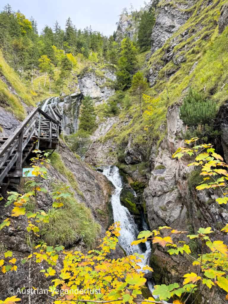 Ein schmaler Wasserfall fließt durch eine felsige Schlucht, umgeben von grünem Moos und Bäumen, mit einer Holztreppe daneben und gelben Herbstblättern im Vordergrund.