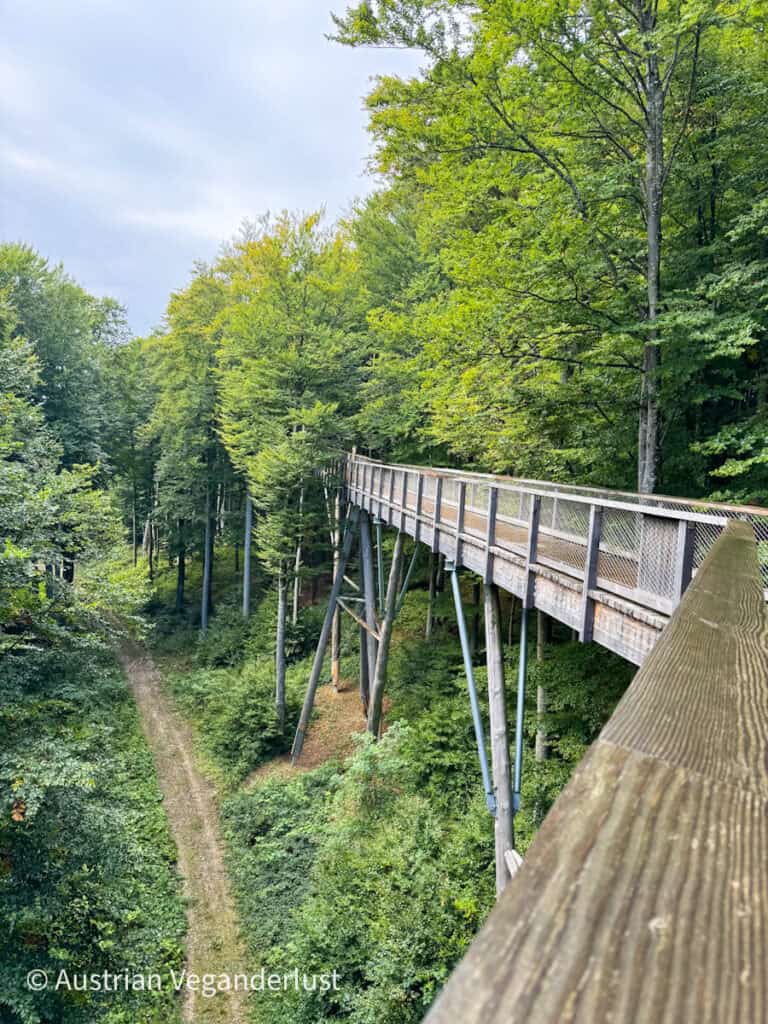 Ein erhöhter Holzpfad, der von hohen Metallpfählen gestützt wird, erstreckt sich durch einen dichten Wald, und ein Feldweg ist unten im Grün zu sehen.