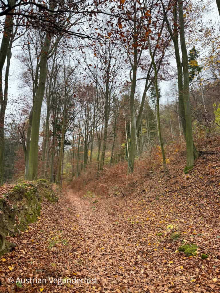Leafy trail called Eselsteig lined with tall bare trees and autumn leaves carpeting the ground, leading to Burg Aggstein