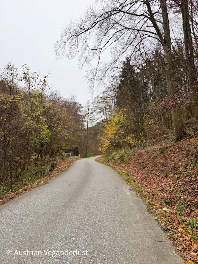 A quiet forest road in late autumn, winding gently through leafless trees and under a grey sky, creating a peaceful path toward the Christmas market.