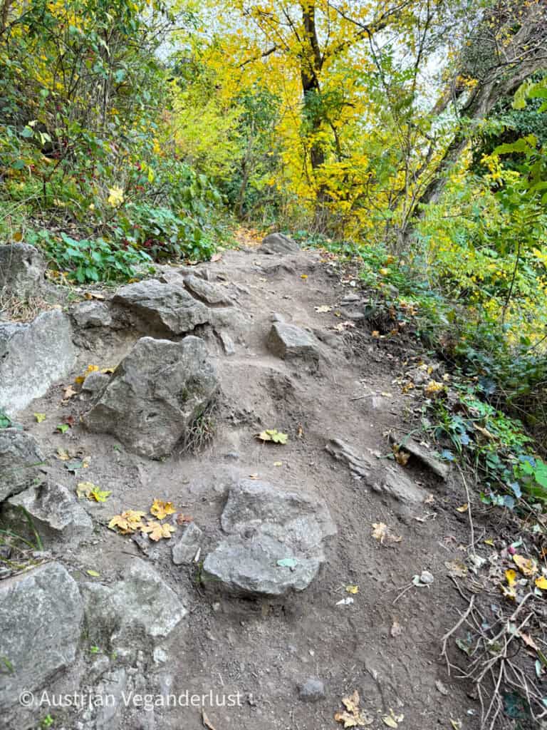 A narrow, uneven dirt trail winding uphill through thick autumn forest, with yellow leaves scattered across the path.