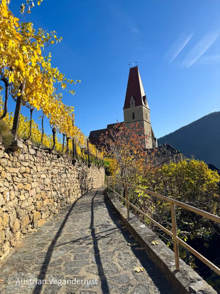 Stone pathway lined with grapevines and a rustic stone wall, leading uphill toward a tall medieval church tower with a deep blue sky overhead.