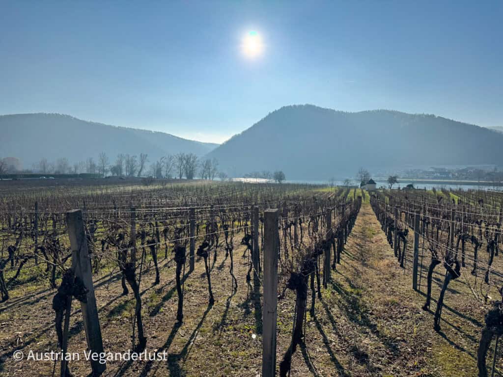 Bare winter vineyards stretch toward the Danube under a low winter sun, with hazy hills in the background near Dürnstein, capturing the natural beauty surrounding the Dürnstein Christmas markets in the Wachau Valley.