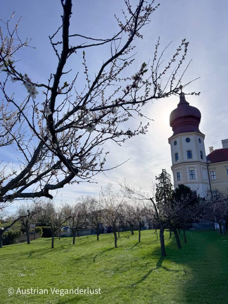 Small orchard with young trees casting long shadows across green grass, with a historic building featuring a domed tower in the background under a bright sky.