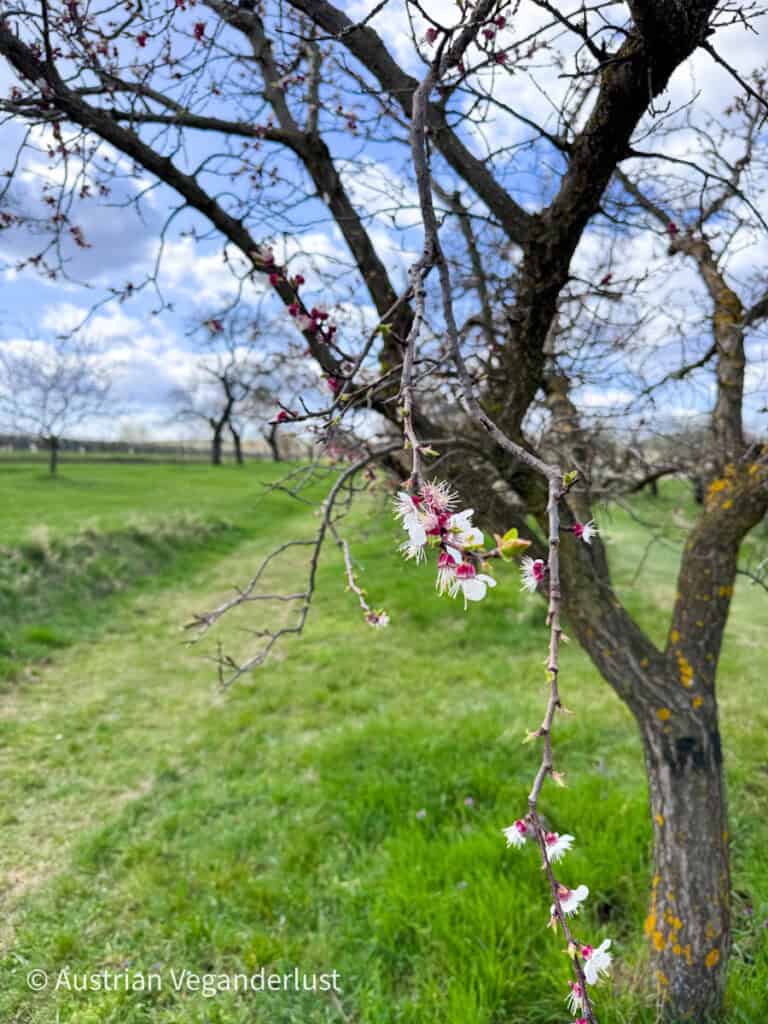 Close view of a tree branch with small white and pink blossoms against a blurred green field and orchard landscape in the background.