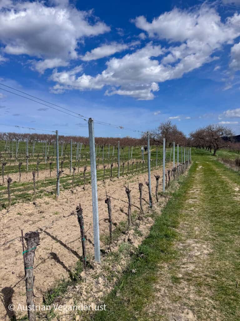 Vineyard rows with bare vines supported by posts beside a grassy path, stretching across rolling hills under a bright sky with scattered clouds.