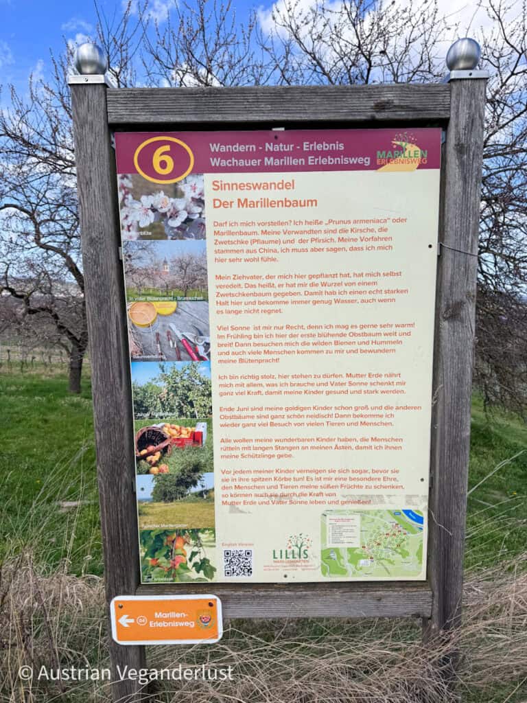 Informational signboard reading "Wandern - Natur - Erlebnis Wachauer Marillen Erlebnisweg" and "Sinneswandel Der Marillenbaum" with detailed German text about apricot trees, images of blossoms and fruit, and a small map at the bottom.