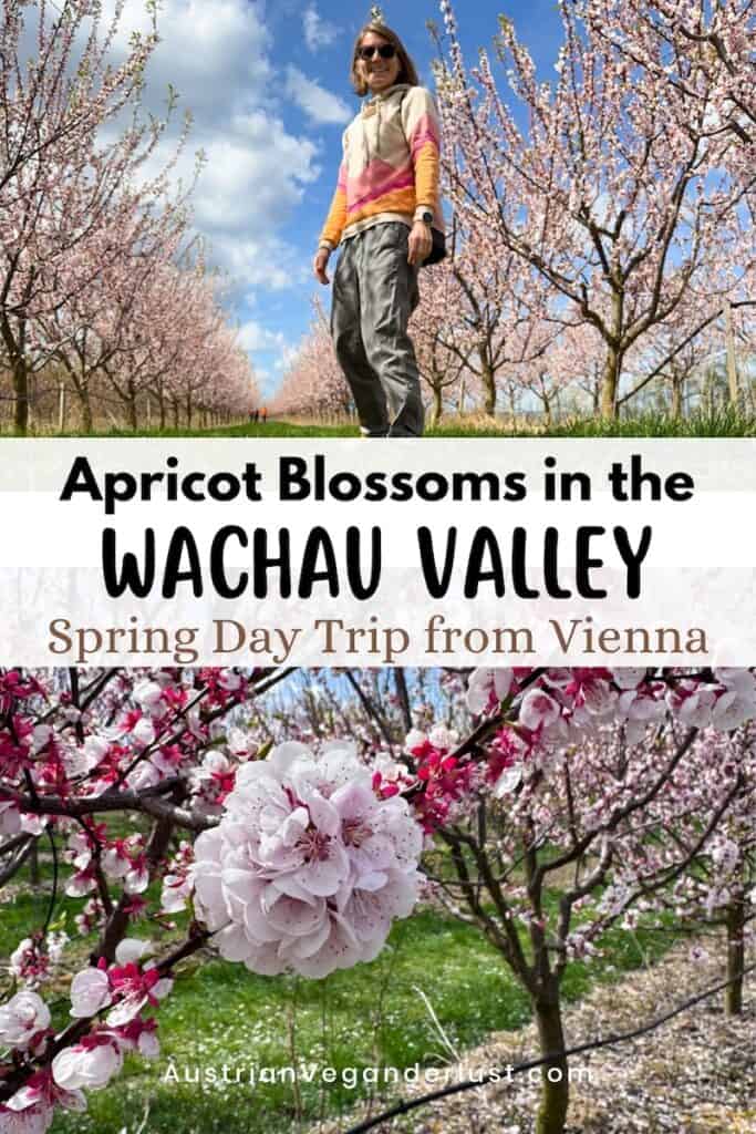 Person standing on a grassy path between rows of blooming apricot trees under a blue sky with text reading "Apricot Blossoms in the Wachau Valley Spring Day Trip from Vienna" and "AustrianVeganerldust.com" displayed across the image.