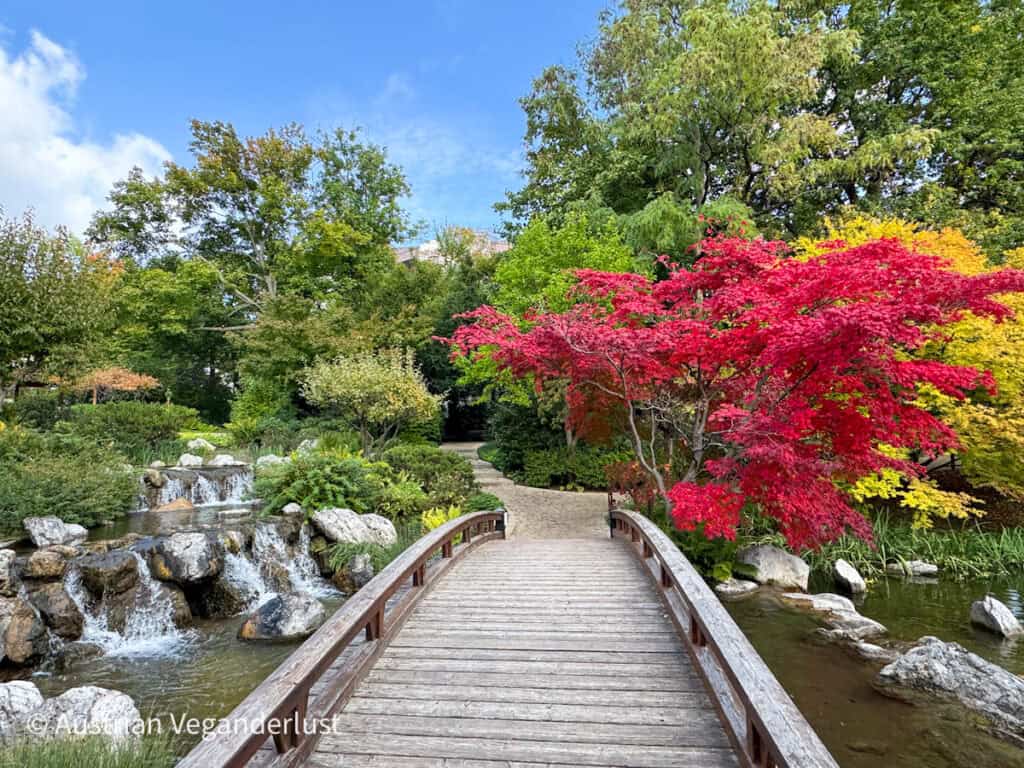 Eine hölzerne Fußgängerbrücke führt über einen felsigen Bach und einen Wasserfall in einem japanischen Landschaftsgarten. Leuchtend rote und gelbe Ahornbäume säumen den Weg unter einem blauen Himmel mit vereinzelten Wolken.