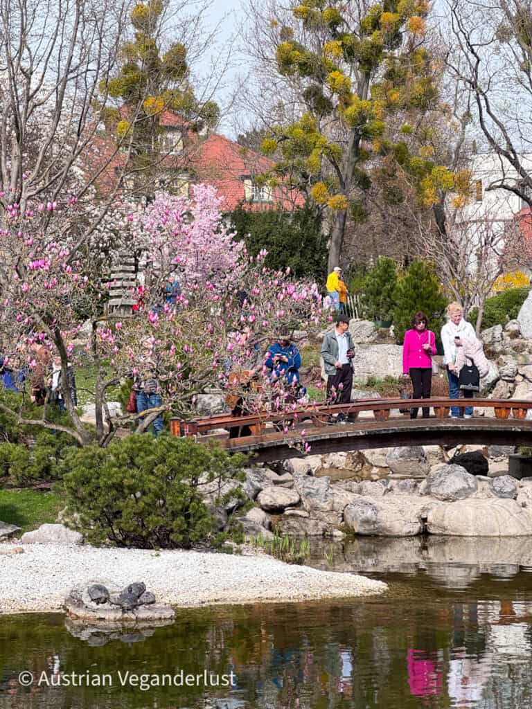Die Besucher stehen auf einer geschwungenen Holzbrücke, umgeben von blühenden rosa Magnolienbäumen und felsigen Landschaftselementen in einem japanischen Garten. Ein ruhiger Teich im Vordergrund spiegelt die Brücke und die Frühlingslandschaft wider.