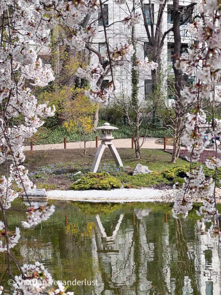 Kirschblütenzweige umrahmen einen ruhigen Teich in einem japanischen Garten, an dessen Ufer eine Steinlaterne steht. Die Laterne und die umliegenden Bäume spiegeln sich im Teich wider, während sich im Hintergrund Wohnblocks erheben.