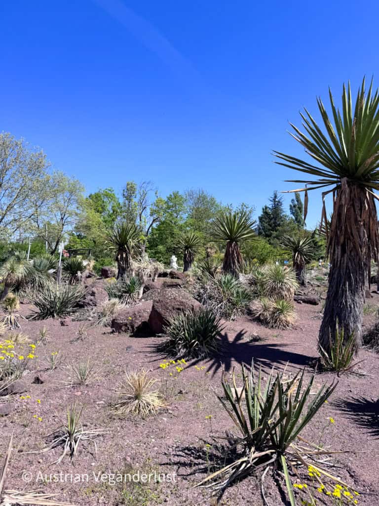 Eine Gartenlandschaft im Wüstenstil mit stacheligen Yucca-Pflanzen, Felsen und trockenem Boden unter einem wolkenlosen blauen Himmel. Hohe, palmenähnliche Pflanzen und vereinzelte gelbe Blumen schaffen eine kontrastreiche Oasenatmosphäre.