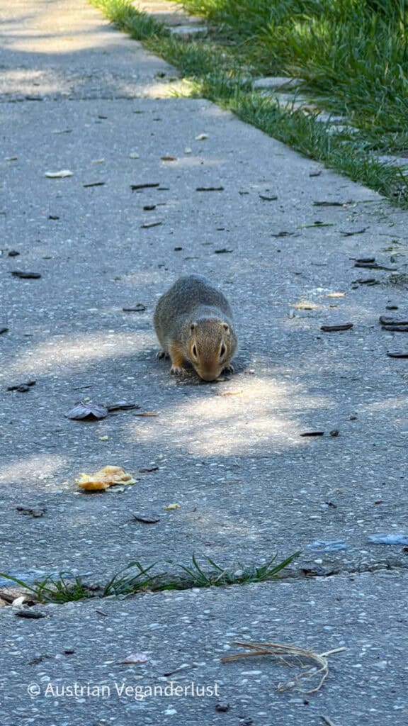Small squirrel crouching on a paved path surrounded by scattered leaves and grass. The animal looks toward the camera while sunlight filters through nearby trees.