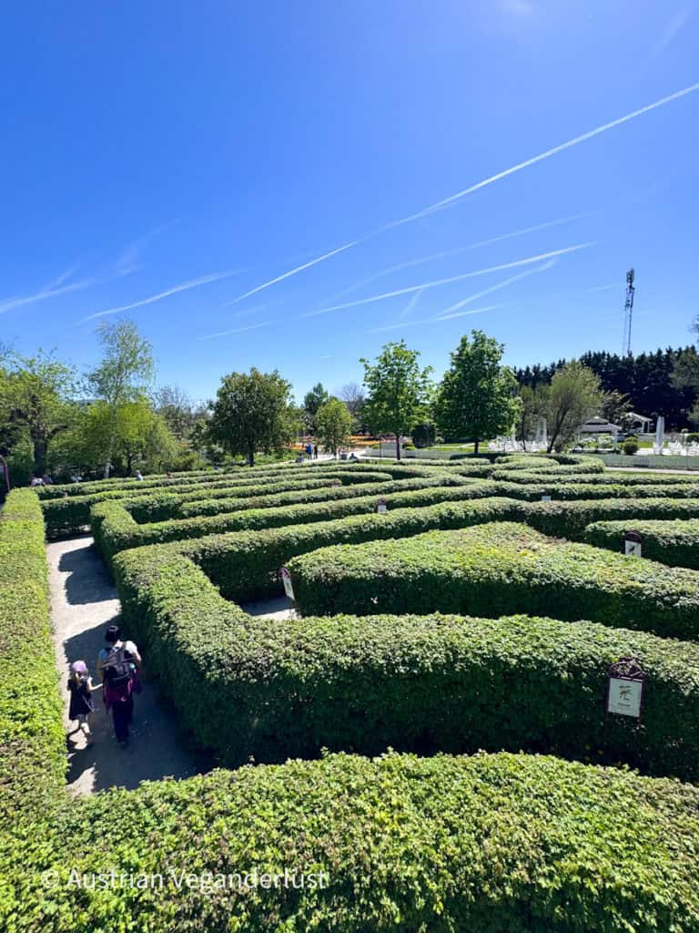 Elevated view of a large hedge maze with neatly trimmed green pathways winding across a sunny garden. Visitors walk through the maze beneath a bright blue sky streaked with thin clouds.