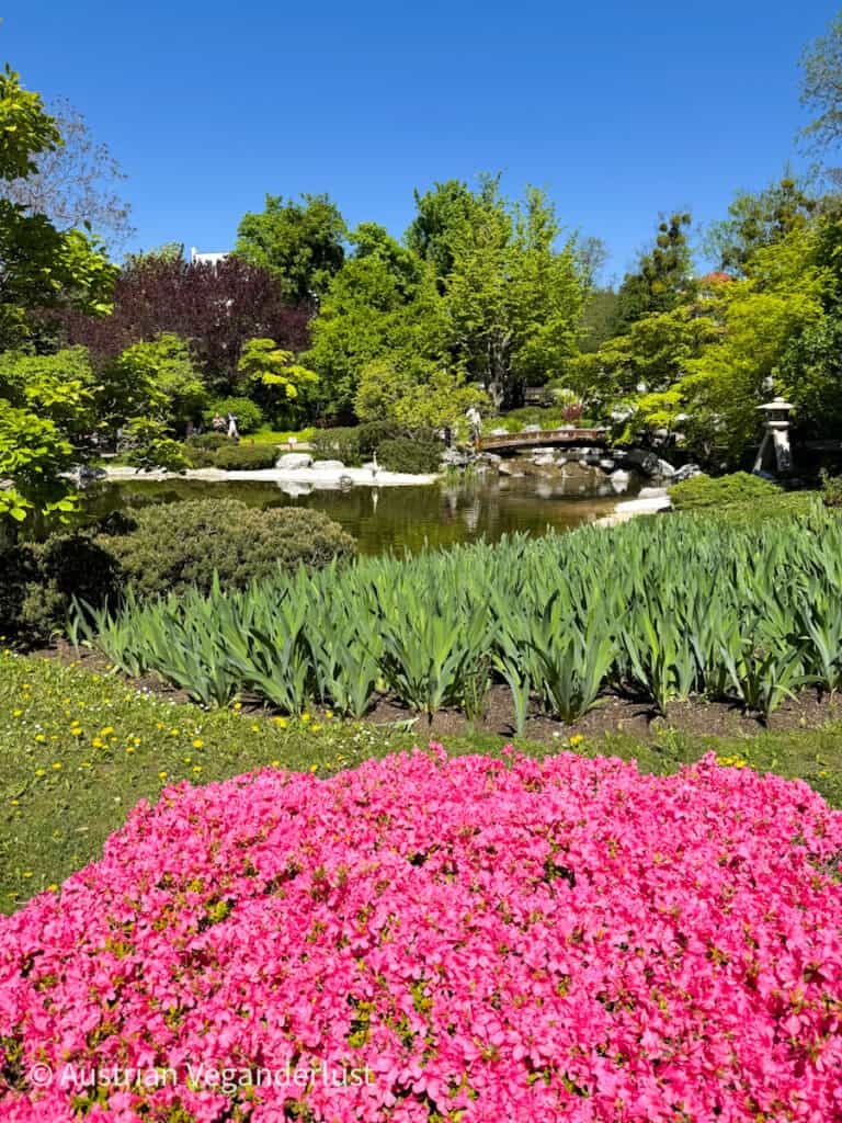Im Vordergrund blühen rosa Blumen neben einem Teich, der von üppigem Grün in einem japanischen Garten umgeben ist. Eine kleine Holzbrücke und eine Steinlaterne stehen zwischen den Bäumen unter einem strahlend blauen Himmel.