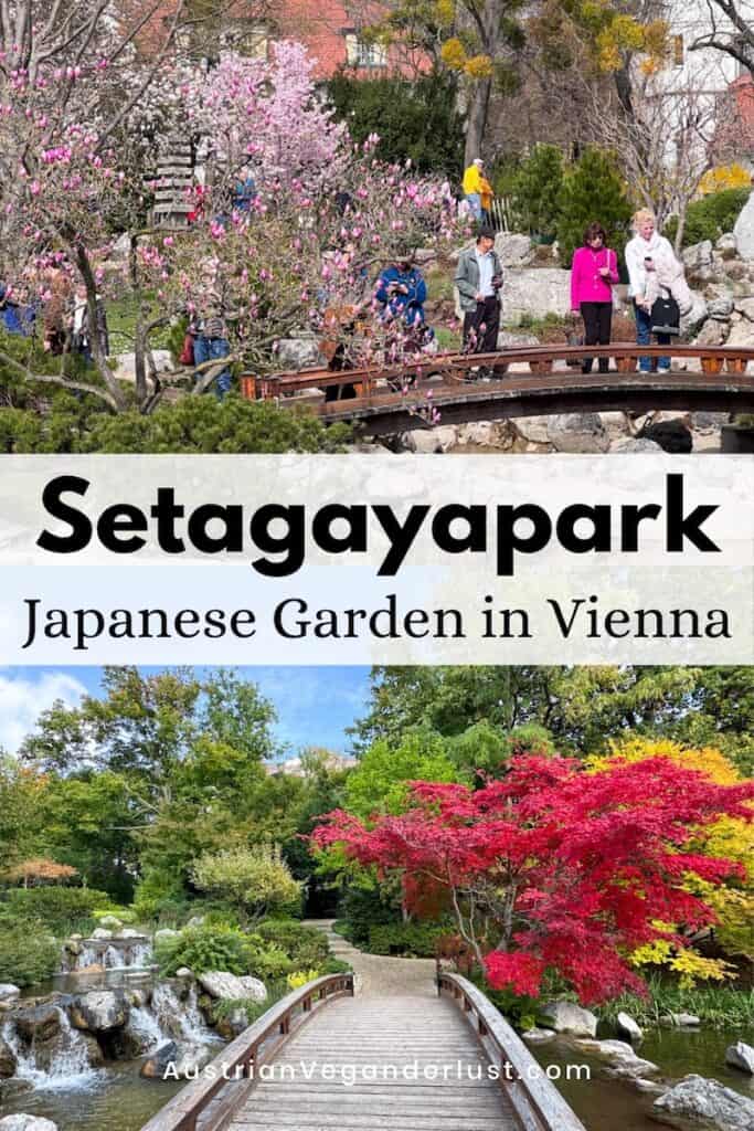 Collage of Setagaya Park, a Japanese garden in Vienna, showing visitors crossing a wooden bridge beside blooming pink magnolia trees in spring. The lower image shows a wooden pathway over a stream with waterfalls and vibrant red maple trees, alongside the text “Setagayapark Japanese Garden in Vienna” and “AustrianVeganerlust.com”.