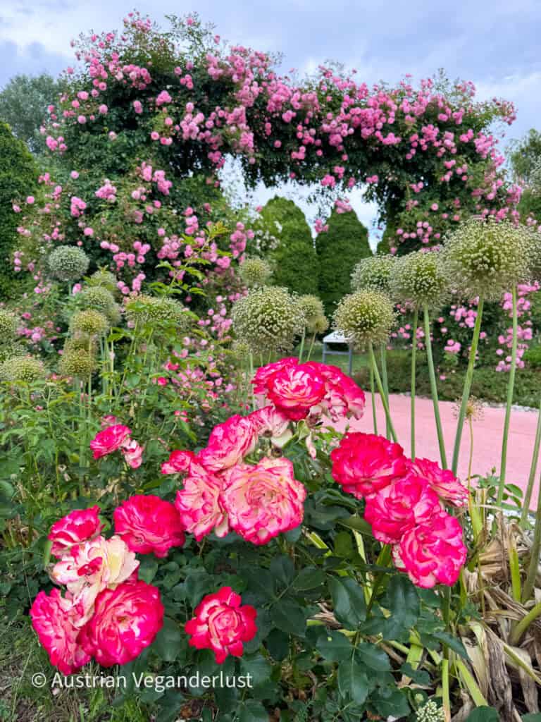 Im Vordergrund blühen leuchtend rosa Rosen, während hinter ihnen ein großer, mit Kletterrosen bewachsener Bogen einen blumigen Tunnel bildet. Die dekorativen Samenstände der Allium-Pflanzen sorgen im gesamten Gartenbild für zusätzliche Struktur.
