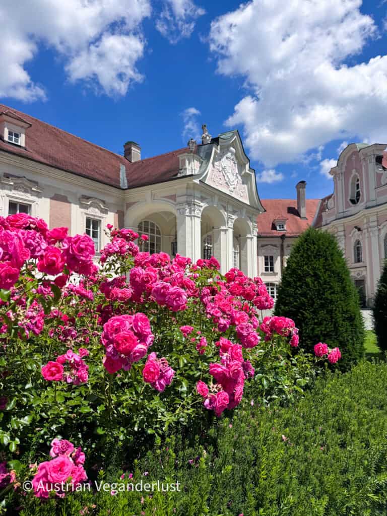 Vibrant pink rose bushes bloom in the formal gardens of a Baroque palace courtyard. Ornate pale pink and white façades provide an elegant backdrop beneath a blue sky with scattered clouds.