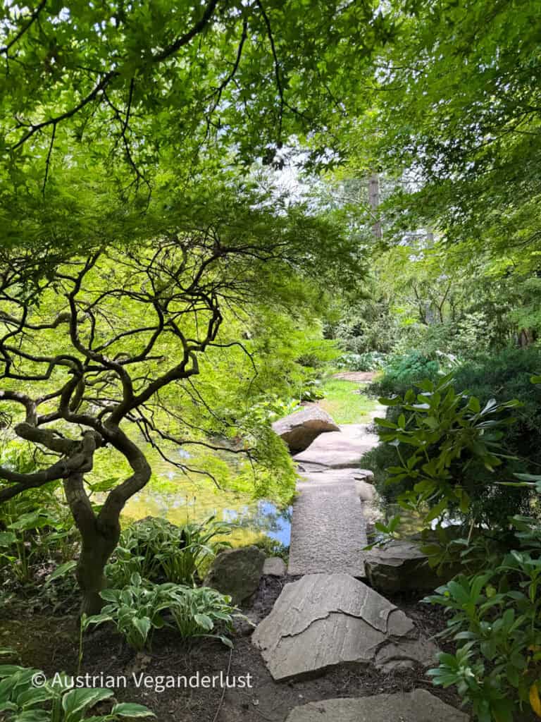 Ein mit Steinen gepflasterter Weg führt unter den gewölbten Ästen eines japanischen Ahorns und dichtem grünem Laub hindurch über einen kleinen Bach. Große Felsen und sorgfältig angeordnete Pflanzen schaffen eine friedliche Gartenatmosphäre.