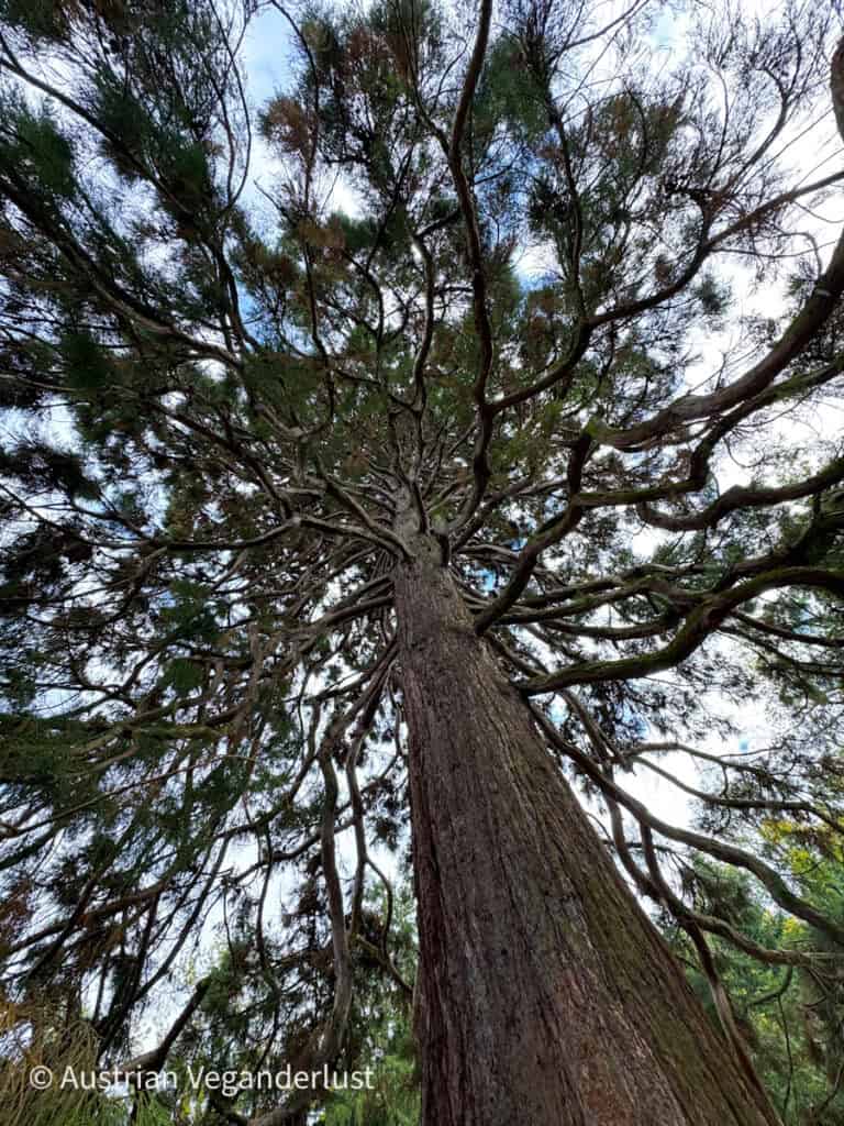 Ein hoch aufragender, ausgewachsener Nadelbaum, fotografiert vom Fuß aus mit Blick direkt nach oben, der einen dickwandigen Stamm und weit ausladende Äste zeigt, die sich über den Himmel erstrecken. Die Perspektive von unten nach oben betont die immense Höhe und die komplexe Krone des jahrhundertealten Baumes.