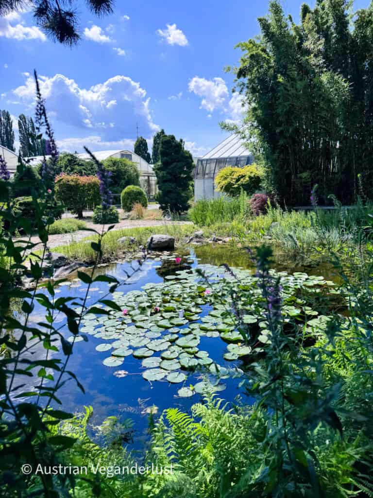 Ein Seerosenteich voller grüner Seerosenblätter und blühender rosa Seerosen, umgeben von Farnen, blühenden Pflanzen und Bambus in einem botanischen Garten. Im Hintergrund ragen Gewächshäuser und Zierbäume unter einem strahlend blauen Himmel mit vereinzelten Wolken empor.
