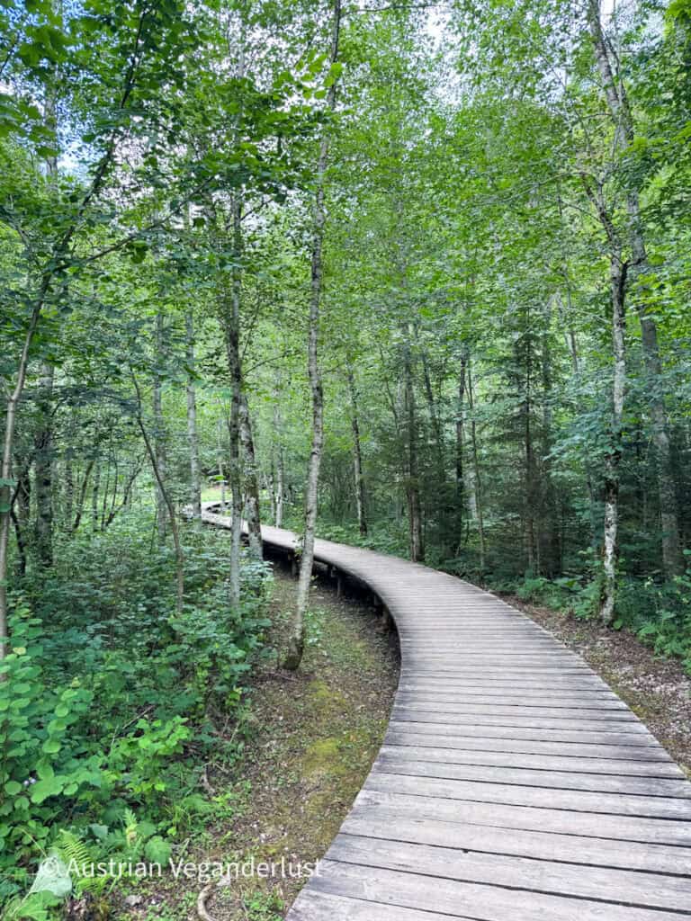 Curving wooden boardwalk winds through a lush green forest. The raised path creates an easy walking section through the wooded landscape.