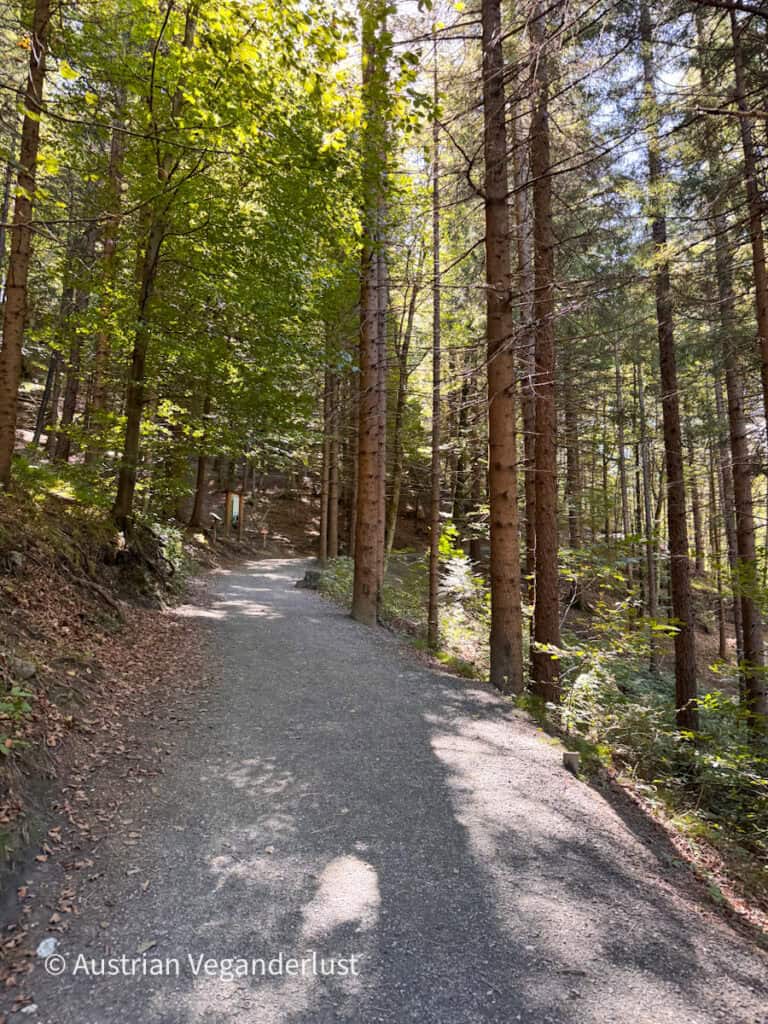 Ein breiter Schotterweg schlängelt sich durch einen dichten Wald aus hohen Nadel- und Laubbäumen. Das Sonnenlicht fällt durch das Blätterdach und wirft Lichtflecken auf den Weg.