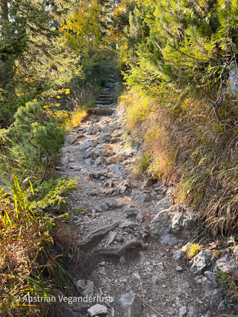 Narrow rocky hiking trail with exposed roots leading up to wooden steps. Mountain pines and golden autumn grass line both sides in the low sun.